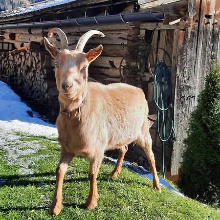 Ferienwohnungen Rieder Gerlos Dış mekan fotoğraf