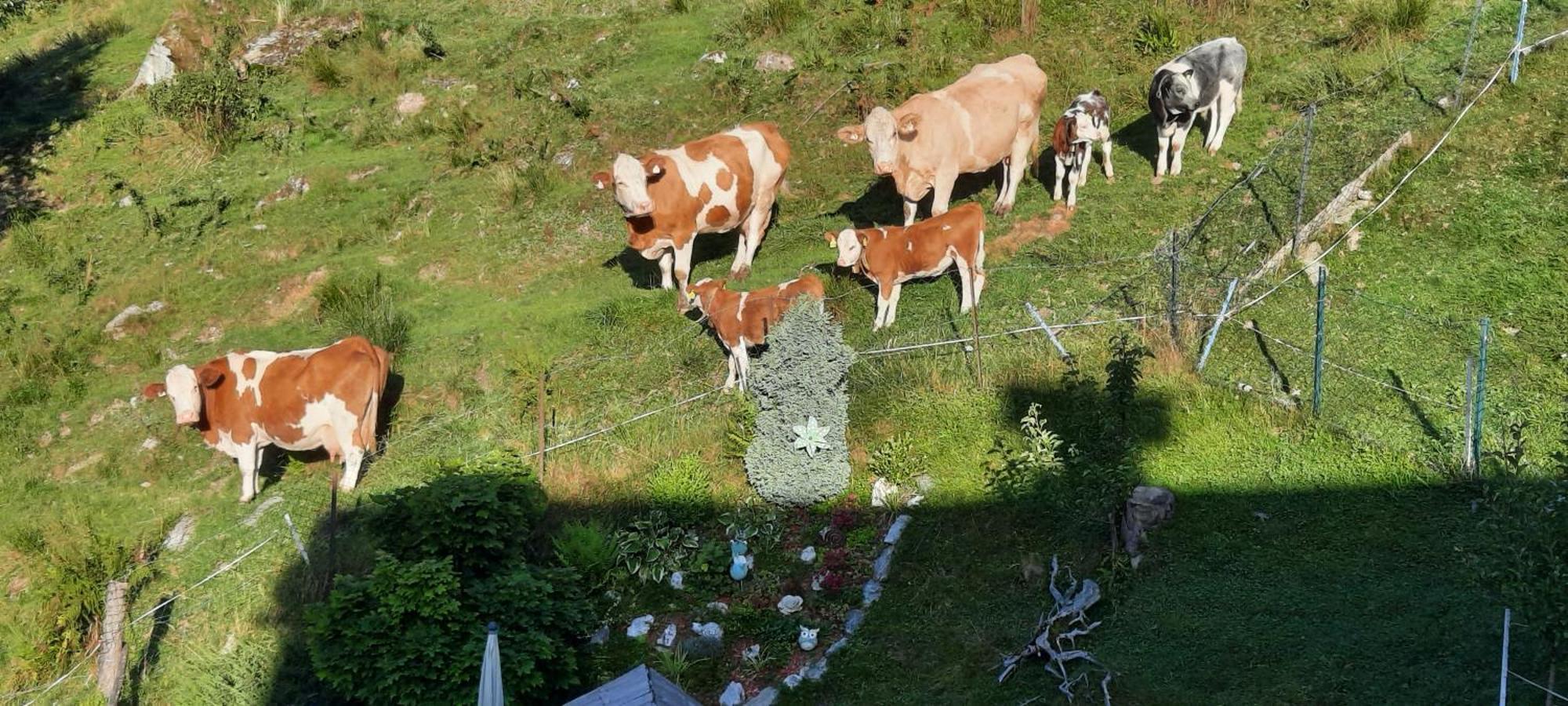 Ferienwohnungen Rieder Gerlos Dış mekan fotoğraf