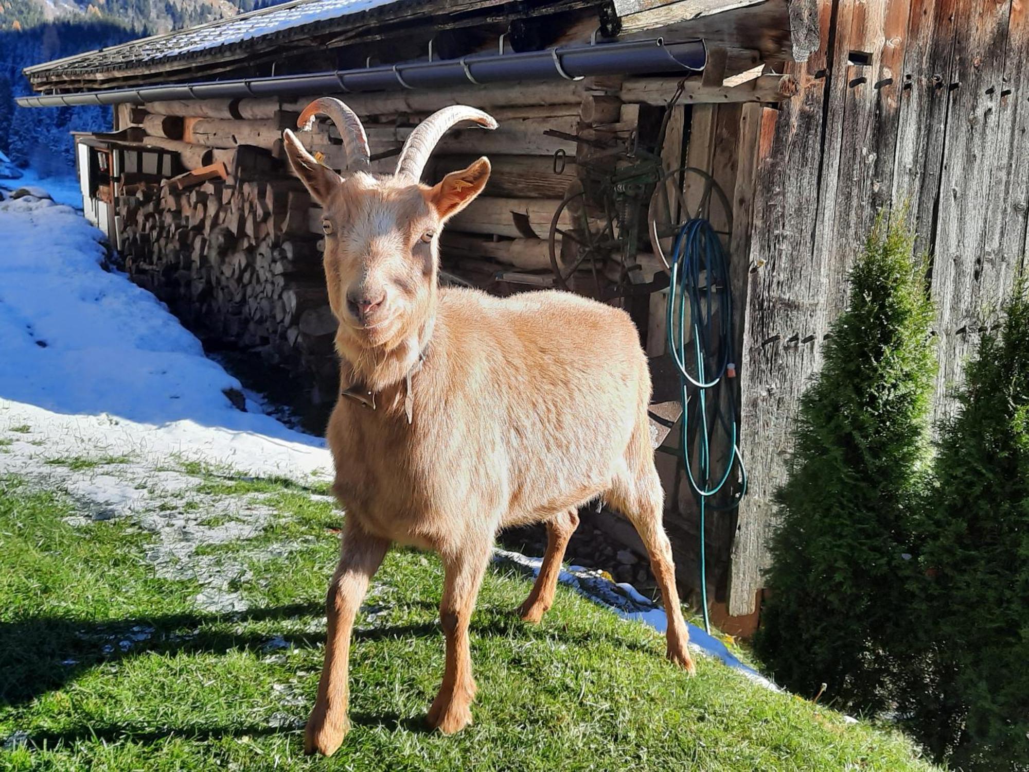 Ferienwohnungen Rieder Gerlos Dış mekan fotoğraf